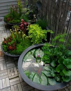 an assortment of plants and water lilies in large planters on a patio area