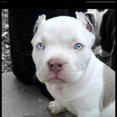 a white dog with blue eyes sitting on the ground