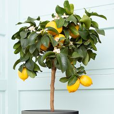 a lemon tree in a black pot with white flowers and green leaves on the top