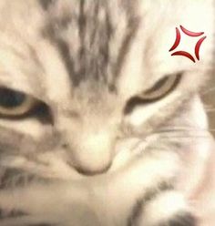 a close up of a cat's face with red stars in the background and blurry image