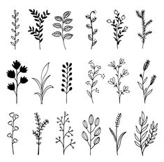 the different types of plants are shown in black and white