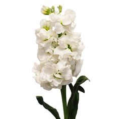 a white flower is in a vase with water on the bottom and green stems around it