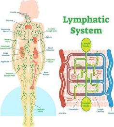 Thoracic Duct, Lymph Drainage Massage, Lymph Glands, Lymph Vessels, Lymph Fluid, Lymph Massage, Lymph System, Lymph Drainage