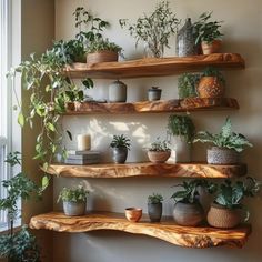 several potted plants are arranged on wooden shelves