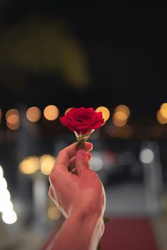 a person holding a single red rose up to the camera with blurry lights in the background