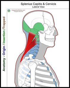 an image of the back side of a human head with muscles highlighted in green and red