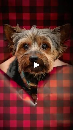 a small dog sitting on top of a red and black checkered chair with its head sticking out