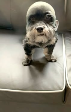 a small dog sitting on top of a gray couch