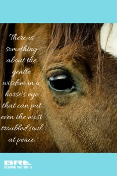 a close up of a horse's eye with a quote about something in the background