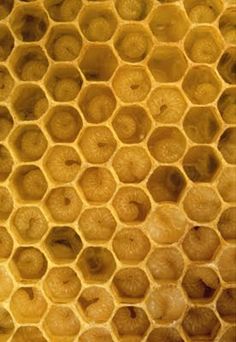 close up view of honey cells in a beehive