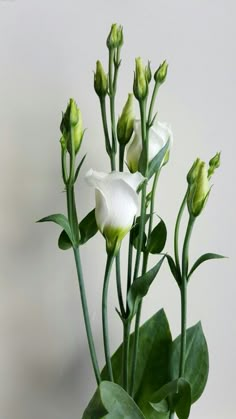 some white flowers and green leaves in a vase