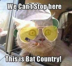 a cat wearing sunglasses and a hat with the caption, we were somewhere outside bartow near the edge of the desert