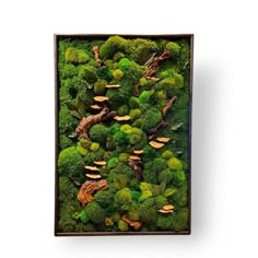 broccoli and other green plants in a wooden box on a white background with clippings