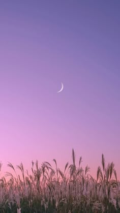 the moon is seen in the purple sky above some tall grass at sunset or dawn