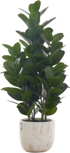 a potted plant with green leaves in it