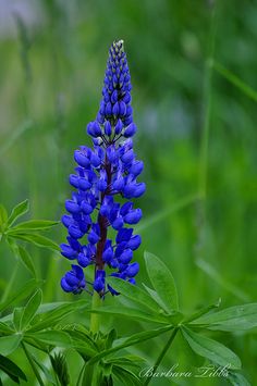 a blue flower with green leaves in the background