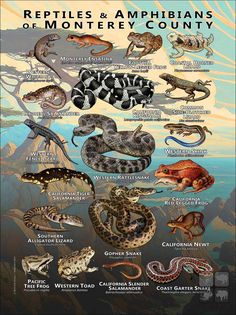 the reptiles and amphibans of montgomery county poster is shown here