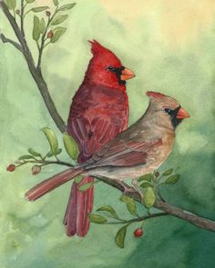 two birds sitting on top of a tree branch next to leaves and berries in watercolor