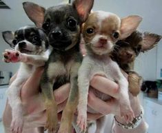 small chihuahua puppies are being held by someone