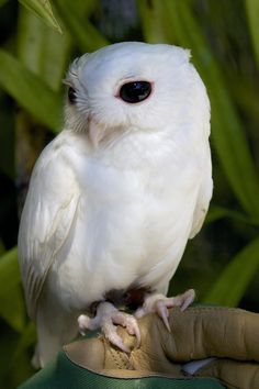 a white owl sitting on top of a persons hand