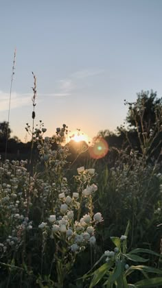 the sun is setting over a field full of wildflowers