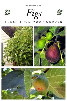 figs are growing on the tree with green leaves