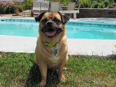 a dog sitting in the grass near a swimming pool with its mouth open and tongue out