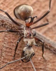 a close up of a spider on a wooden surface