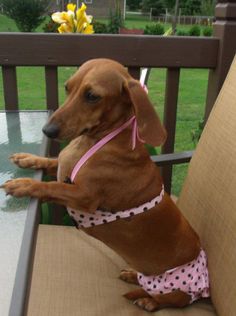 a brown dog sitting on top of a wooden chair