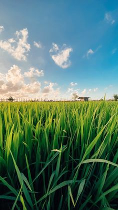 green grass in front of a blue sky with clouds