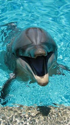 a dolphin with its mouth open in the water