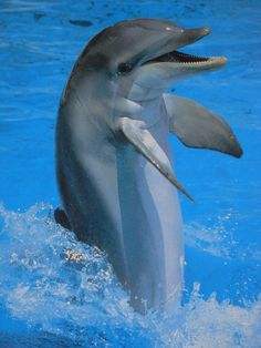 a dolphin is jumping out of the water