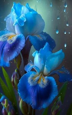 two blue flowers with drops of water on them