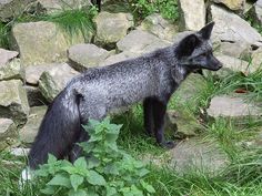 a gray and black animal standing on top of rocks