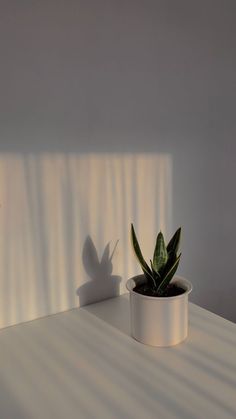 a potted plant sitting on top of a white table next to a shadow cast wall