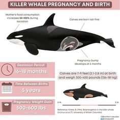 an orca whale is shown with information about it's birth and its stages