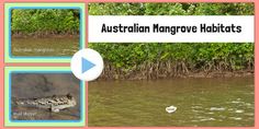 the australian mangrove habitat is shown in three different pictures, including an alligator and other animals