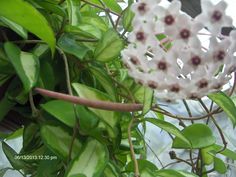 a close up of a flower on a plant