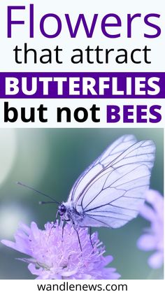 a white butterfly sitting on top of a purple flower with the words flowers that attract butterflies but not bees