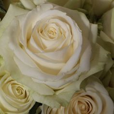 a close up view of some white roses