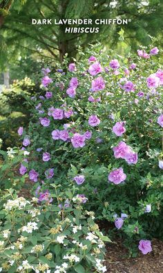 pink and white flowers in the middle of a garden with text overlay that reads dark lavender chiffon hibiscus