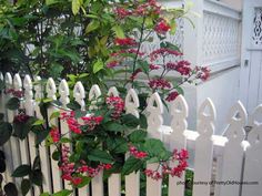 a white picket fence with red flowers growing on it