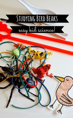 a white plate topped with lots of different types of bird beaks and paper clips