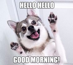 a dog with its paws up in the air and it's saying hello hello god morning