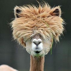 an animal with long hair on it's head is shown in the instagramture