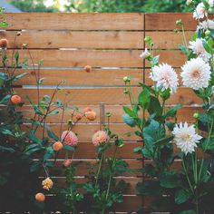 flowers growing on the side of a wooden fence