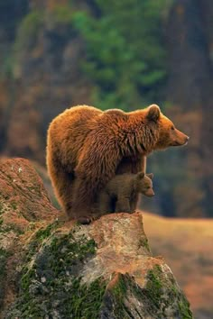 a brown bear standing on top of a large rock