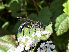 two large bugs sitting on top of a white and blue flower next to green leaves