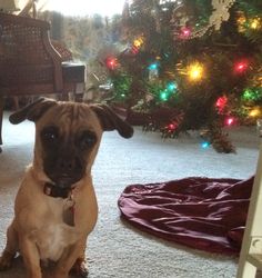 a small dog sitting on the floor in front of a christmas tree