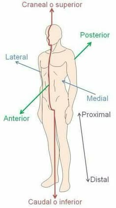 the anatomy of the human body and its major functions, including blood supply to the lower limb